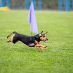 Teaching Old Dogs New Tricks: Advanced Training for Senior Canines