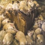Rat Extermination Tactics: Pest Control Essentials