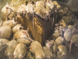 Rat Extermination Tactics: Pest Control Essentials