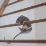 Rodent Control Services Sydney: Quick and Reliable