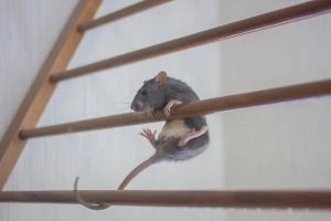 Rodent Control Services Sydney: Quick and Reliable